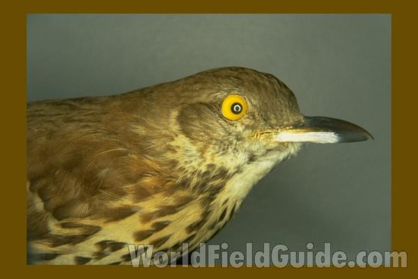 Museum Specimen<br>(Location of Picture: FMNH of Chicago)