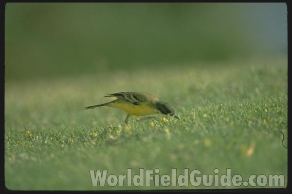 Ssp feldegg<br>(Location of Picture: Israel)