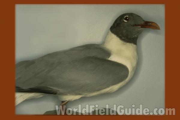 Taxidermy Specimen<br>(Location of Picture: Field Museum of Chicago)