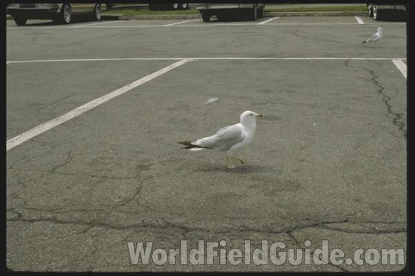 Closer View of Male<br>(Origin of the Specimen: Audubon Painting)