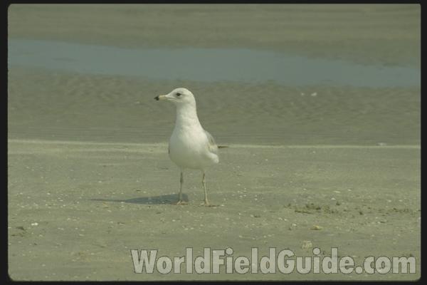 Habitat View<br>(Location of Picture: Florida, USA)<br>(Location of Picture: South Carolina, USA)