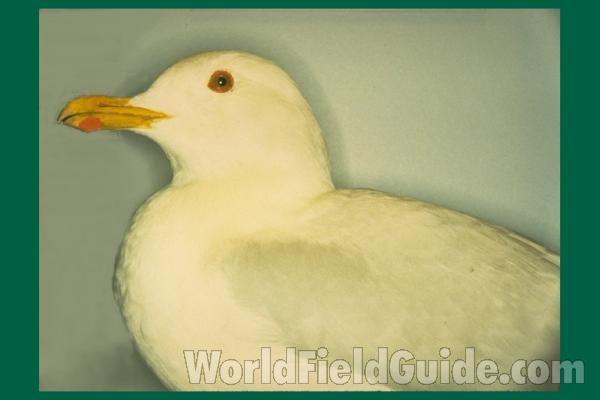 Taxidermy Specimen<br>(Location of Picture: Field Museum of Chicago)