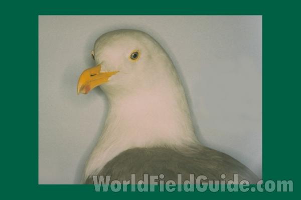 Flying - Close View<br>(Location of Picture: Okanogan, Washington, USA)