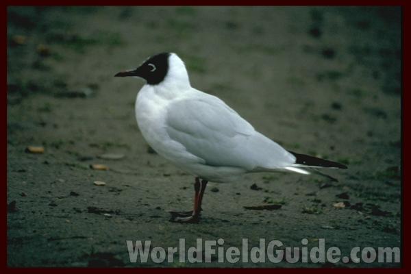 <br>(Location of Picture: Natural Zoo, England)
