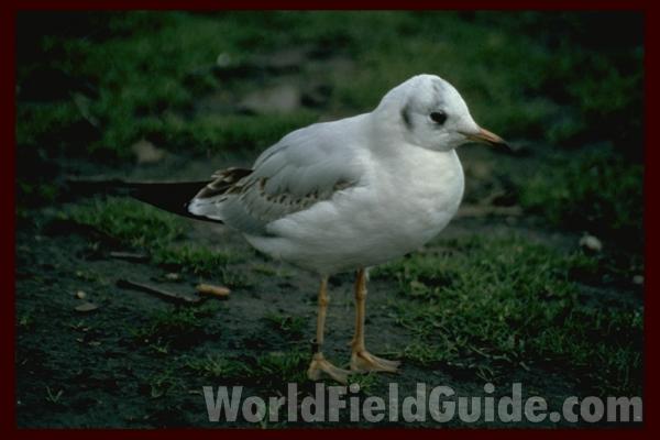 <br>(Location of Picture: Natural Zoo, England)