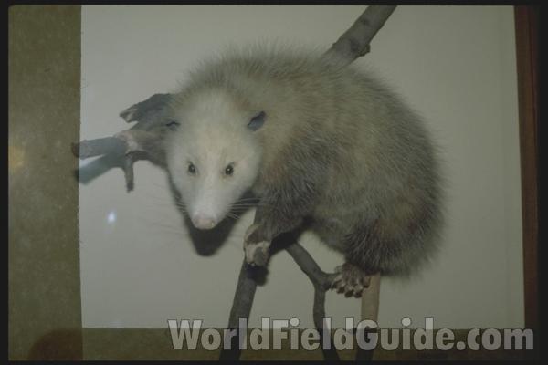 Museum View<br>(Location of Picture: Muskegan, Michigan, USA, 2008)