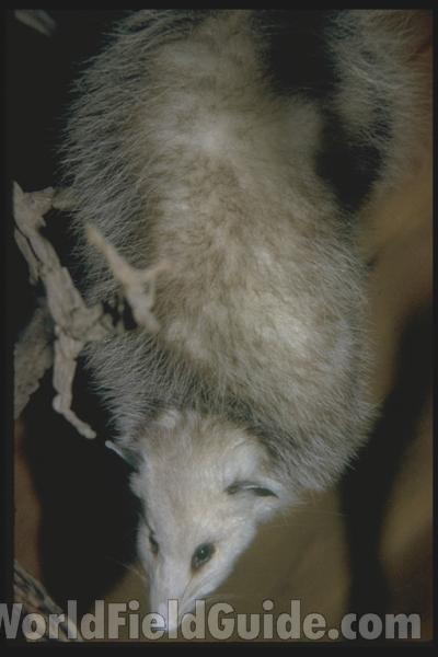 Museum View<br>(Location of Picture: Muskegan, Michigan, USA, 2008)