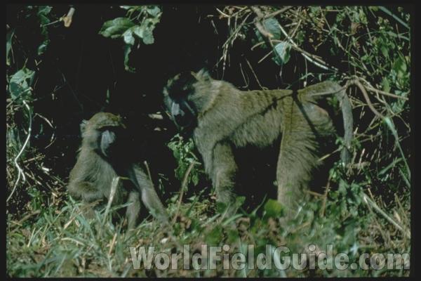 <br>(Location of Picture: Kenya, Africa)<br>(Location of Picture: Burundi, Africa)