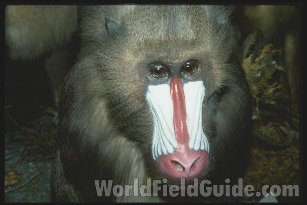 Front View Of Face<br>(Location of Picture: Fort Worth Zoo, Texas, USA, 2009)