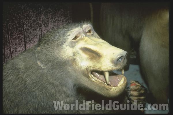 <br>(Location of Picture: Krueger Park, S Africa)