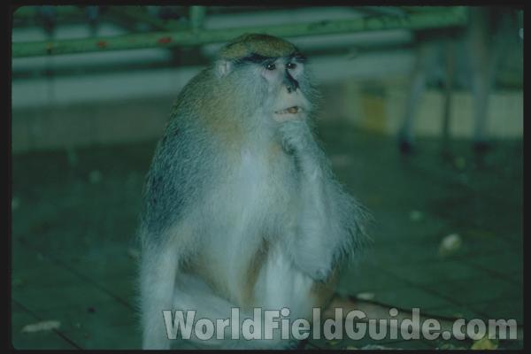 Zoo Image<br>(Location of Picture: Woodland Zoo,  Seattle, Wa, USA)