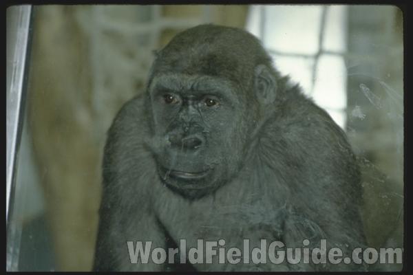Front View Sitting<br>(Location of Picture: Woodland Zoo, Seattle, Wa, 2007)