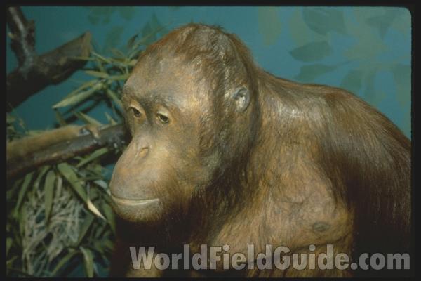 Zoo Image<br>(Location of Picture: Woodland Zoo, Seattle, Wa, USA)
