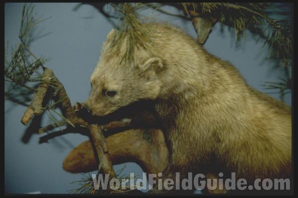 Mounted in  Bio Scape<br>(Location of Picture: Cabelas, Seattle, Wa, USA, 2009)