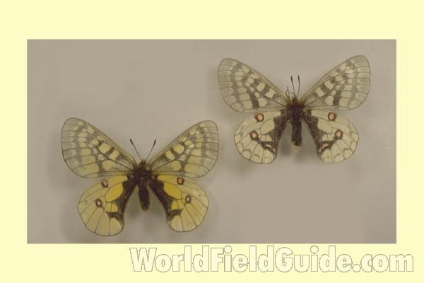 Pair - Dorsal<br>(Origin of the Specimen: Keno, Yukon, Canada)