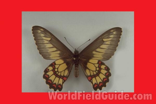 Male - Dorsal<br>(Origin of the Specimen: Brazil)
