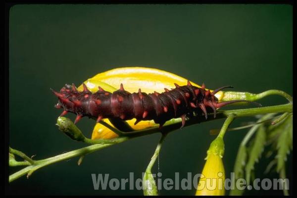 Larvae