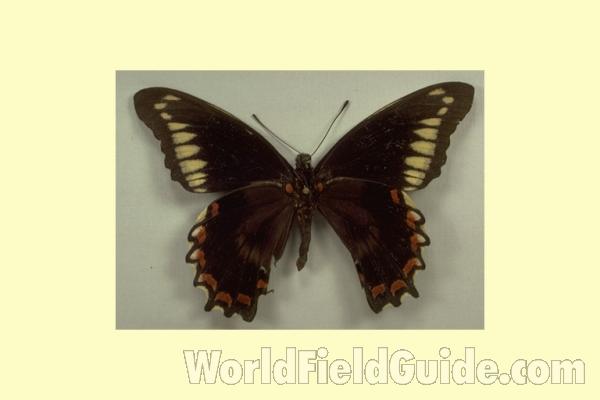 Male - Ventral<br>(Origin of the Specimen: Jamaica)