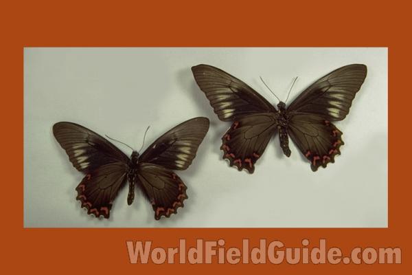 Pair - Ventral<br>(Origin of the Specimen: St Catarina, Brazil)