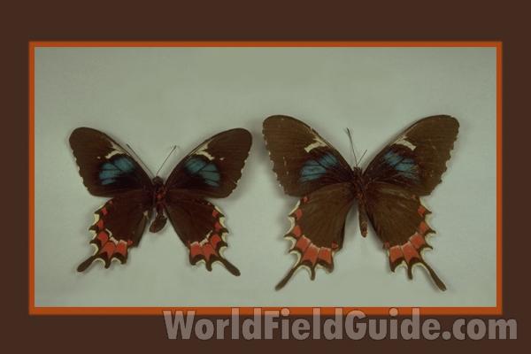 Pair - Ventral<br>(Origin of the Specimen: Cuba)