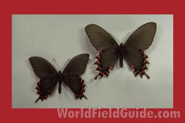 Pair - Ventral<br>(Origin of the Specimen: Argentina)
