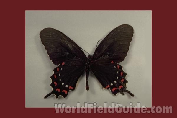 Male - Ventral<br>(Origin of the Specimen: Morelos, Mexico)