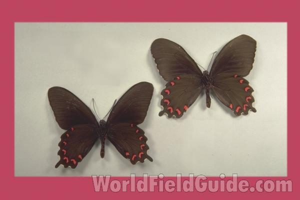 Pair - Ventral<br>(Origin of the Specimen: Guerrero, Mexico)