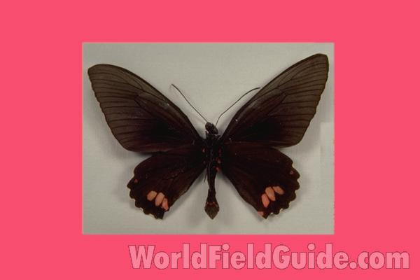 Male - Ventral<br>(Origin of the Specimen: Tingo Maria, Peru)