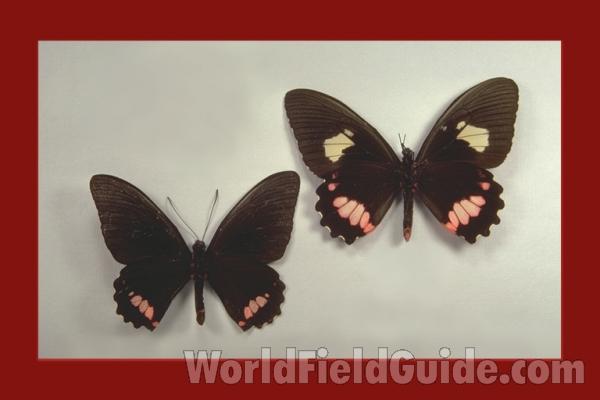 Pair - Ventral<br>(Origin of the Specimen: Oaxaca, Mexico)