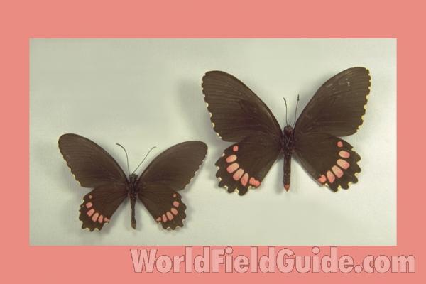 Pair - Ventral<br>(Origin of the Specimen: Veracruz, Mexico)