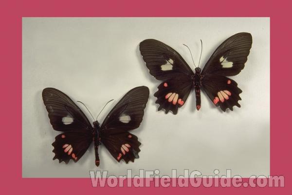 Pair - Ventral<br>(Origin of the Specimen: St Catarina, Brazil)