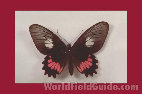 Female - Dorsal<br>(Origin of the Specimen: Obidos, Brazil)