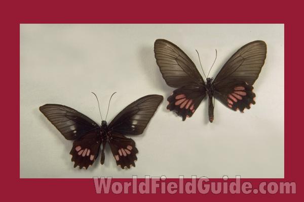 Pair - Ventral<br>(Origin of the Specimen: South Central Peru)