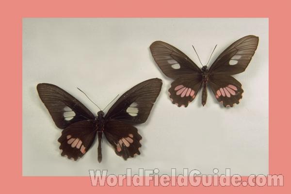 Pair - Ventral<br>(Origin of the Specimen: Rio And Para, Brazil)