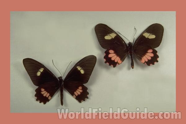 Pair - Ventral<br>(Origin of the Specimen: El Salvador)
