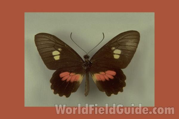 Female - Dorsal<br>(Origin of the Specimen: Canar, Ecuador)