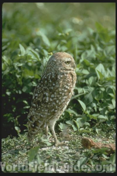 <br>(Location of Picture: Florida, USA)<br>(Location of Picture: Florida, USA)<br>(Location of Picture: Florida, USA)<br>(Location of Picture: Florida, USA)