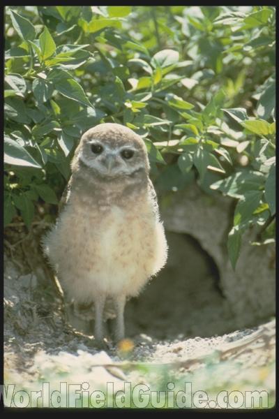 <br>(Location of Picture: Florida, USA)<br>(Location of Picture: Florida, USA)