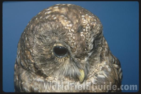 Zoo Image<br>(Location of Picture: Woodland Zoo, Seattle, Wa, USA)