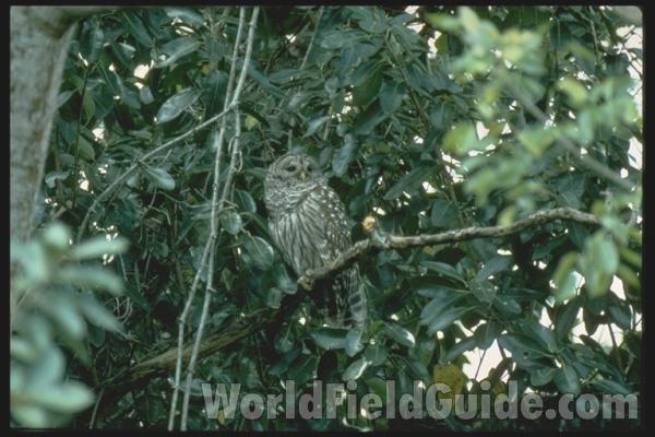 Zoo Image<br>(Location of Picture: Seattle, Washington, USA)<br>(Location of Picture: Florida, USA)