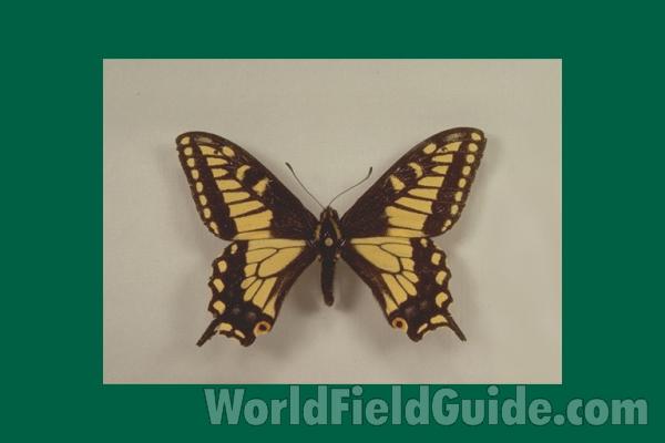 Male - Dorsal<br>(Origin of the Specimen: Salt Lake City, Utah, USA)