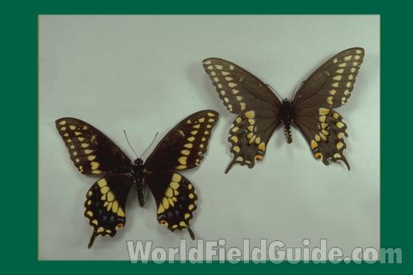 Males - Dorsal and Ventral<br>(Origin of the Specimen: Illinois, USA)
