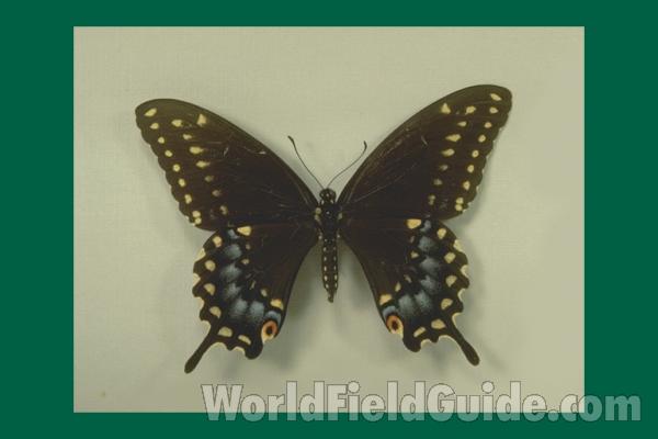 Female - Dorsal<br>(Origin of the Specimen: Illinois, USA)