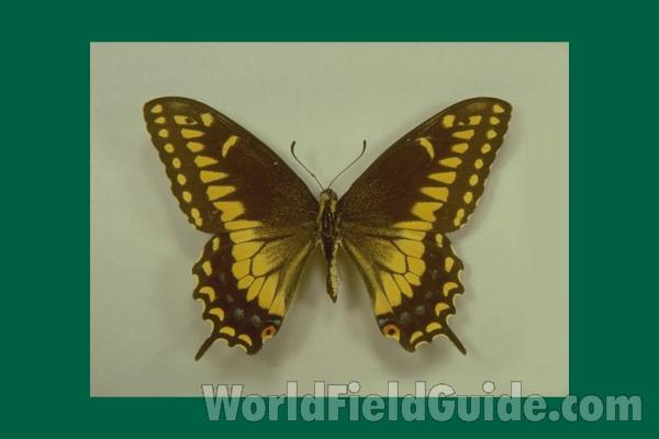 Male - Dorsal - form pseudoamericus<br>(Origin of the Specimen: Veracruz, Mexico)
