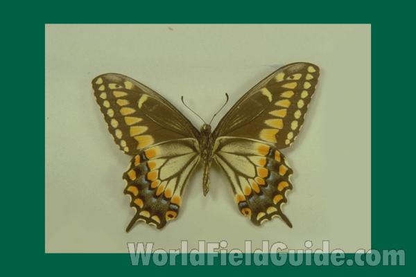 Male - Ventral - form pseudoamericus<br>(Origin of the Specimen: Veracruz, Mexico)