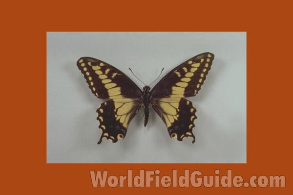 Male - Dorsal<br>(Origin of the Specimen: Southern California, USA)