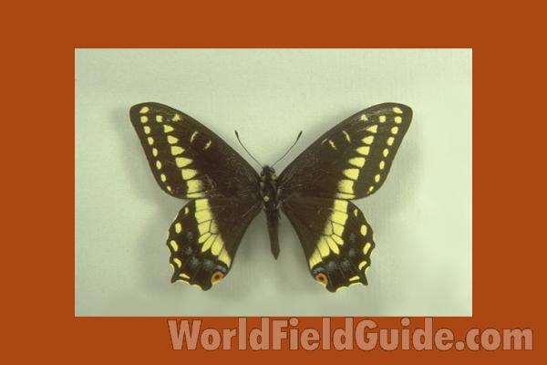 Male - Dorsal<br>(Origin of the Specimen: Logan, Utah, USA)