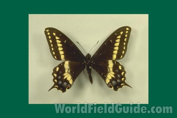 Male - Dorsal<br>(Origin of the Specimen: South California, USA)
