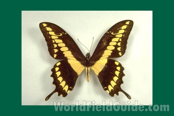 Male - Dorsal<br>(Origin of the Specimen: Oaxaca, Mexico)