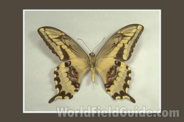 Male - Ventral<br>(Origin of the Specimen: Tingo Maria, Peru)